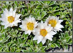 Image result for Helichrysum praecurrens
