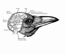 Image result for Raven Brain