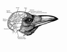 Image result for Raven Brain