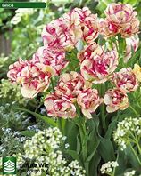 Image result for Tulipa Belicia