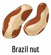 Image result for Brazil Nut Cartoon