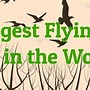 Image result for What Is the World's Biggest Bird