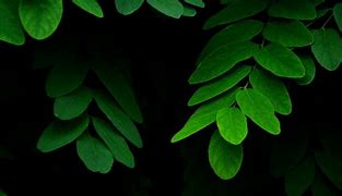 Image result for iPhone 6 Wallpaper Green