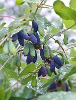 Image result for Lonicera kamtschatica Duet (R)