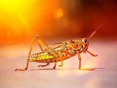 Image result for Cricket Like Insect