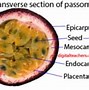 Image result for Schematic Drawing of a Fruit Cell