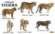 Image result for Tiger Species List