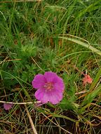 Image result for Geranium sanguineum ‘Inverness’