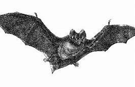 Image result for Vintage Bat Drawing Sticker