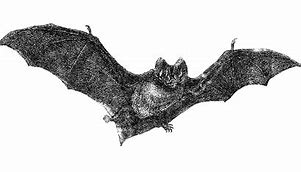 Image result for Vintage Bat PNG