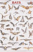 Image result for Different Types of Bats