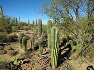 Image result for Sonoran Cactus