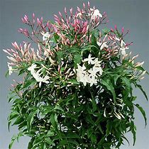 Image result for Jasminum polyanthum