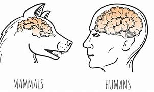 Image result for Human Brain vs Animal Brain