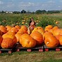 Image result for Pumpkn Patch Ground