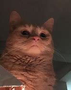 Image result for Animal Looking Down at Phone Meme