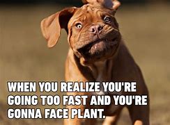 Image result for Funny Dog Face Meme