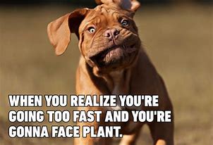 Image result for Funny Dog Face Meme