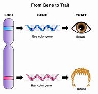 Image result for Gene vs Trait