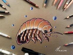 Image result for Isopod Art