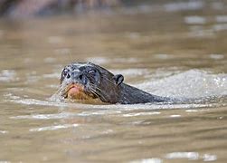 Image result for European Otter Swimming