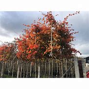 Image result for Carpinus betulus Leivorm, voorgeleid tot étage 5