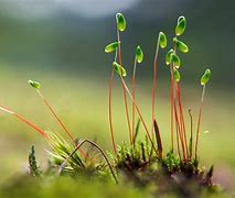 Image result for Plant Laptop Wallpaper HD