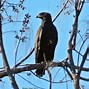 Image result for Giant Hawk