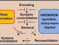 Image result for Sleep-Dependent Memory Consolidation