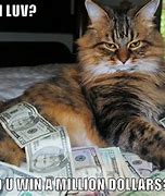 Image result for Money Cat Meme