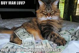 Image result for Old Money Cat Meme
