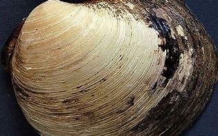 Image result for Deep Sea Clams