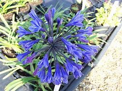 Image result for Agapanthus Black Buddhist (Trumpet-Group)