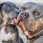 Image result for Chain for Dogs