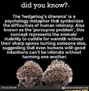 Image result for Hedgehog Dilemma
