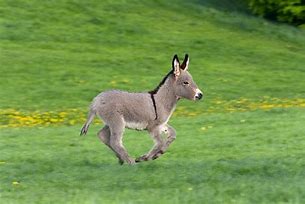 Image result for Donkey Running