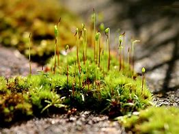 Image result for Moss Like. Plants