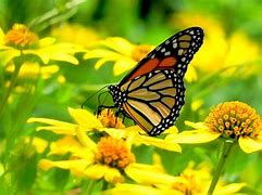 Image result for Yellow Butterfly On Flower