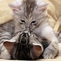 Image result for Couple Cat Wallpaper Desktop