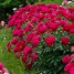 Bildergebnis für Paeonia lactiflora Red Sarah Bernhardt