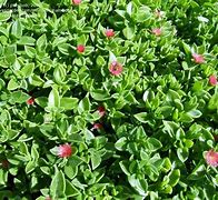 Image result for Red Apple Ground Cover Seed