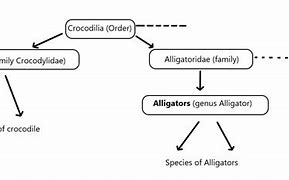 Image result for American Crocodile vs Alligator