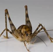 Image result for Spider Cricket