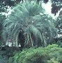 Image result for Louisiana Palm Trees