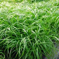 Image result for Carex caryophyllea The Beatles