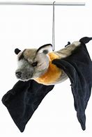 Image result for Black Flying Fox Plush