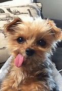 Image result for Funny Little Dogs Cute