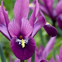 Iris reticulata Rejoice 的图像结果