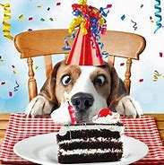 Image result for Happy Birthday Funny Animals