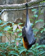 Image result for Fruit Bat Romania